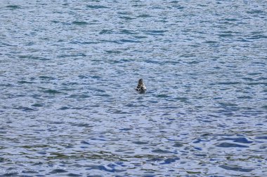 seal looking from the sea to the hikers at the Faroe Islands in Denmark