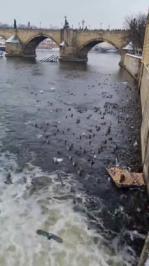 Screaming seagulls over the Vltava River in Prague, Czech Republic.