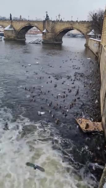 Gaviotas Gritando Sobre Río Moldava Praga República Checa — Vídeo de stock