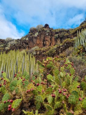 Tenerife 'deki Agate ve Lomo de San Pedro' daki kaktüs bitkilerinin çarpıcı manzarası, arka planda engebeli volkanik arazilerle çevrili Valle de la Orotava vadisi,.