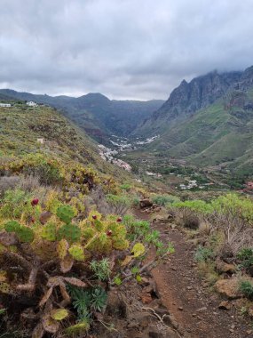 Tenerife 'deki Agate ve Lomo de San Pedro' dan çarpıcı bir manzara, arka planda geniş Valle de la Orotava vadisi ile engebeli volkanik kayalıkların arasında dikenli armut kaktüsleri sergiliyor..