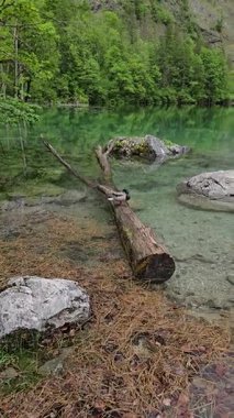 Berchtesgaden Ulusal Parkı 'nın sakin Alp manzarası ile çevrili Obersee Gölü' nün kristal berrak sularında düşen bir ağaçta huzur içinde uyuyan bir ördek..