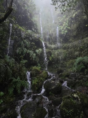 Levada das 25 Fontes, gür defne ormanları, yosunlu yollar, şelaleler ve sakin dağ dereleri içeren Madeira 'nın en ikonik yürüyüşlerinden biridir..