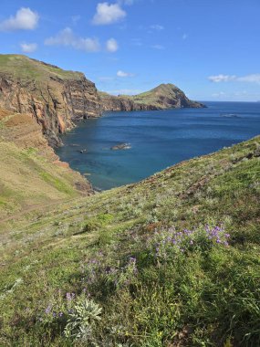 Baa dAbra, Ponta de So Loureno, Madeira 'nın derin mavi sularında kır çiçekleri açar. Volkanik kayalıklar ve bereketli sahil yamaçları Atlantik 'in güneş ışığının tadını çıkarıyor..