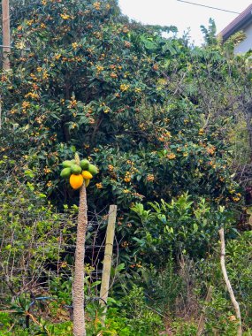 Madeira Adası 'nda meyve yüklü limon ağaçları, Portekiz canlı yeşillik ve taze narenciye adaların yemyeşil iklimi ve tarımı sembolize eder..