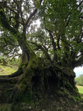 Madeira 'nın yuvarlanan tepeleri arasında, güneşli Fanal Ormanı, UNESCO' nun doğal miras alanı olarak korunan yeşil defne ağaçları ve sonsuz sükunetle parıldıyor..