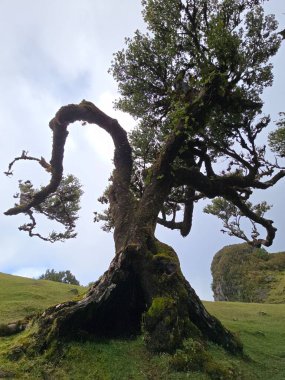 Madeira 'nın yuvarlanan tepeleri arasında, güneşli Fanal Ormanı, UNESCO' nun doğal miras alanı olarak korunan yeşil defne ağaçları ve sonsuz sükunetle parıldıyor..