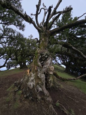 Madeira 'daki Fanal Ormanı, antik defne ağaçları, yeşil yolları ve barışçıl yürüyüş yolları ile ünlü UNESCO Dünya Mirası bölgesi..