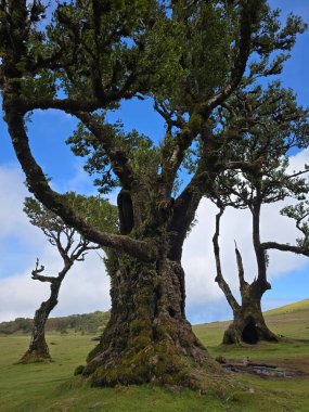 Büyüleyici Fanal Ormanı, Portekiz 'in huzurlu UNESCO hazinesi Madeira' nın yemyeşil tepeleri boyunca uzanan asırlık defne ağaçlarının olduğu yer..