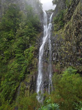 Dikey şelaleler, sisli Levada das 25 Fontes ve Risco patikaları boyunca Rabaal, Madeira 'daki yosunlu uçurumlardan aşağı iner.