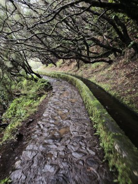 Madeira, Portekiz 'deki Mossy Levada yolu. Dar bir taş yol, yemyeşil ve bükülmüş ağaç dallarıyla çevrili sisli bir orman tünelinde esiyor..