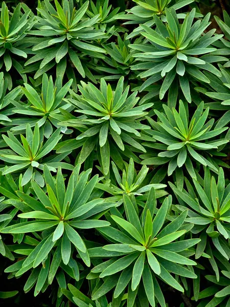 Euphorbia mellifera, Portekiz 'in Madeira şehrinin yemyeşil bir bitkisidir. Süslü, bal kokulu çiçekleriyle tanınan canlı yeşil rosetler ve uzatılmış yapraklarla ünlüdür..