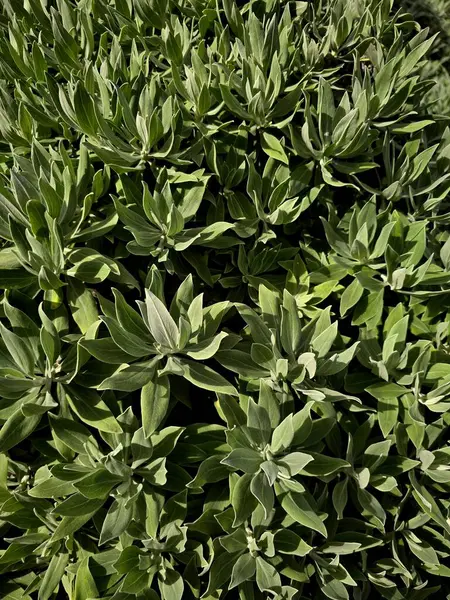 Aeonyum glandulosum, Portekiz 'in Madeira şehrinde yetişen sulu bir bitki. Rosette şeklindeki etli yaprakları, güneşli ve volkanik yaşam alanlarında kayalık yamaçlarda gelişiyor..