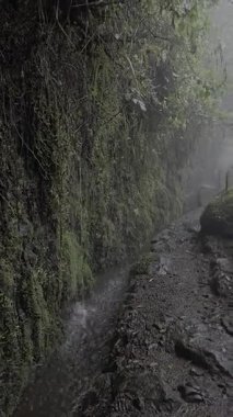 Levada yolu boyunca Laurisilva ormanı boyunca 25 Fontes ve Risco, Rabaal, Madeira 'da. Sağanak yağış, engebeli yola saf güzellik ve meydan okuma ekler..