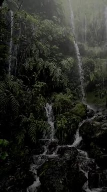 İnce şelaleler Levada das 25 Fontes, Rabaal, Madeira 'daki eğreltiotu kaplı bir uçurumdan aşağı iner. Atlantik çöllerinde gizlenmiş gizemli ve yemyeşil bir yağmur ormanı..