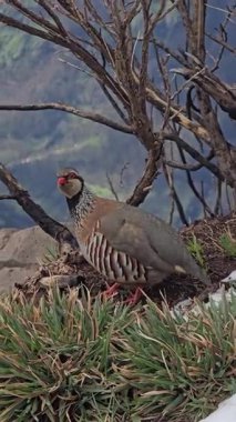 Portekiz 'in Madeira kentinde kayalık bir çıkıntıda kırmızı bacaklı bir keklik (Alectoris rufa) alarm durumundadır. İber topraklarına özgü bu kuş kuru ve dağlık arazide gelişir..
