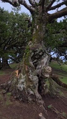 Portekiz, Madeira Adası 'ndaki Tranquil Fanal Ormanı. Çarpık defne ağaçları, UNESCO tarafından listelenmiş bu doğal rezervde huzurlu ve büyülü bir ortam yaratıyor..