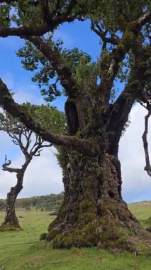 Fanal Ormanı, Madeira 'nın antik eğri ağaçları. Bu UNESCO Dünya Mirası 
