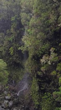 Rabaal, Madeira 'daki sarp kayalıklara ve çağlayan nehirlere nazikçe yağmur yağar. Şelalelerin yoğun, sisli Laurisilva ormanlarına karıştığı kasvetli bir levada manzarası..
