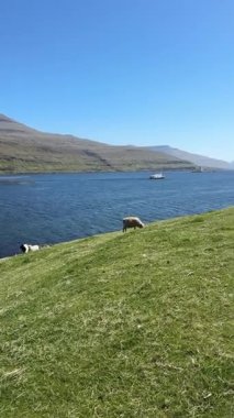 Küçük bir koyun sürüsü Faroe Adaları 'ndaki derin mavi fiyort üzerindeki çimenli bir yamaçta huzur içinde otluyor. Tekneler berrak gökyüzünün altında durgun suları geçer.