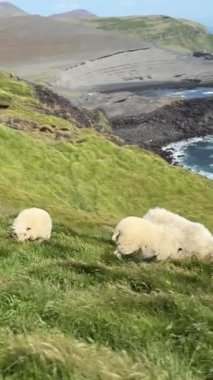 Dyrhlaey, İzlanda yakınlarındaki yeşil kayalıklarda otlayan koyunlar, dramatik bazalt deniz yığınları, engebeli kıyı şeridi, Atlantik Okyanusu dalgaları ve uzak kaya oluşumları.