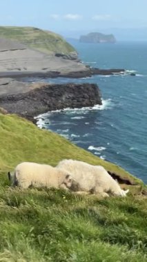 Atlantik Okyanusu üzerindeki yemyeşil kayalıklarda otlayan barışçıl İzlandalı koyunlar. 