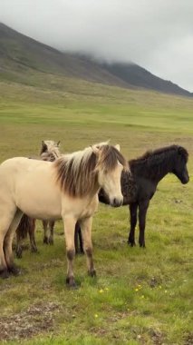 Kuzey İzlanda, Akureyri yakınlarındaki çimenli bir ovada duran İzlandalı atların arka planında sis kaplı dağlar var.. 