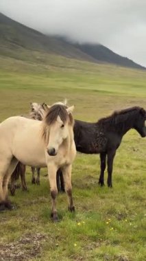 İzlanda atları, Kuzey İzlanda, Akureyri yakınlarındaki çimenli bir ovada otluyor. Arka planda sisli dağlar ve bulutlu bir gökyüzü var. Yazın huzurlu kırsal alan.