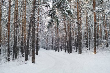 Karlı havada kış ormanının yatay görüntüsü. Yürümek için yolu var.