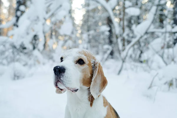 冬季在公园里散步的可爱纯种宠物的特写 — 图库照片