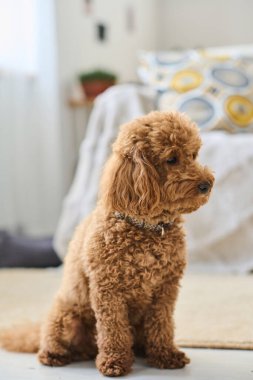 Odada yerde oturan kıvırcık tüylü şirin küçük köpeğin dikey görüntüsü.