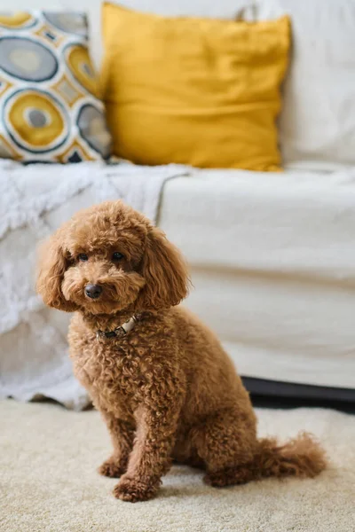 Oturma Odasında Oturan Sevimli Safkan Köpeğin Dikey Görüntüsü — Stok fotoğraf