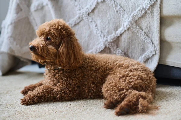 Odadaki Halıda Dinlenen Sevimli Küçük Köpek Sahibini Bekliyor — Stok fotoğraf