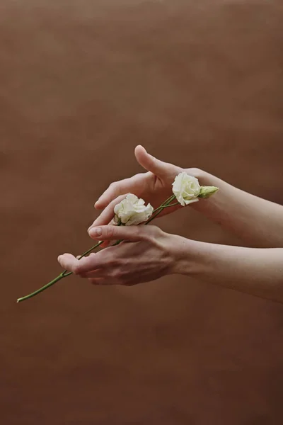 stock image Close-up of female hands holding beautiful white flower against the brown background
