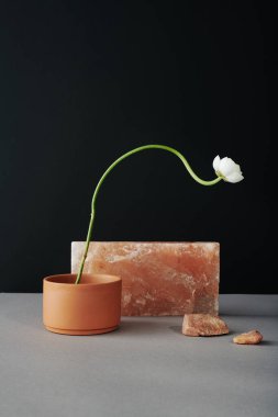 Dikey minimalistik, beyaz çiçeğin kil çömlekte çiçek açması ve gri masa yüzeyindeki pembe halitin siyah duvar arka planında oluşması.