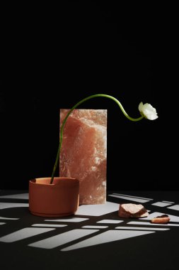 Dikey minimalist, kilden bir çiçek ve gobo ışıklandırma masasında pembe kaya tuzu, siyah duvar arka planında bir beyaz çiçeğin yaşam bileşimi.