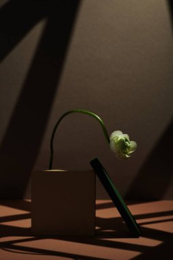 Bir beyaz çiçeğin dikey minimalist yaşam bileşimi, bej ve yeşil fayanslar Gobo ışıklandırmasında koyu kahverengi arka plana karşı