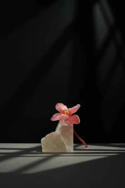 Gri Masadaki Pembe Çiçek Halenin Dikey Modern Yaşam Bileşimi Gobo — Stok fotoğraf