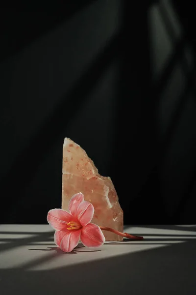 Vertical minimalistic still life composition of beautiful flower and pink rock salt on gray table against black wall background in gobo lighting