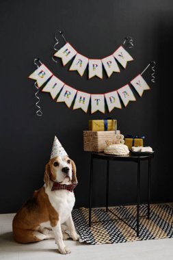 Doğum günü şapkalı şirin bir köpeğin portresi. Doğum günü partisinde yanında pasta ve hediyeyle yerde oturuyor.