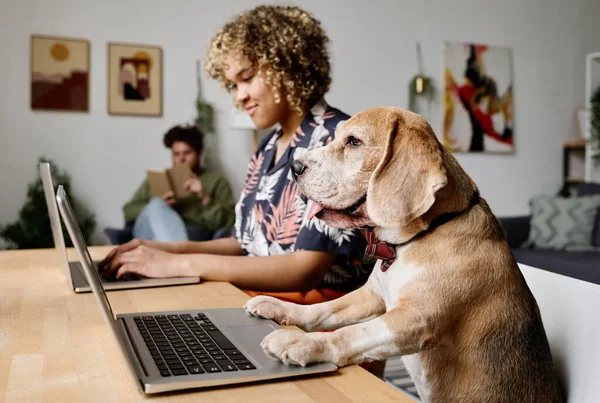 Teriyer Köpek Dizüstü Bilgisayarla Masada Otururken Dizüstü Bilgisayarın Sahibi Arka — Stok fotoğraf