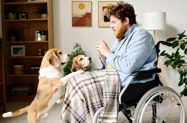 stock image Two cute dogs looking at man while he talking to them sitting in wheelchair during rehabilitation at home