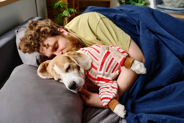 Beagle dog in costume sleeping in bed together with his owner, young man lying under blanket and embracing his pet