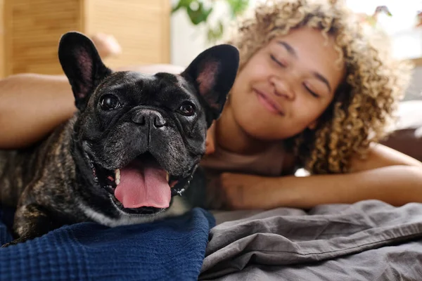 Портрет Милой Французской Собаки Смотрящей Лежащую Кровати Камеру Вместе Своим — стоковое фото