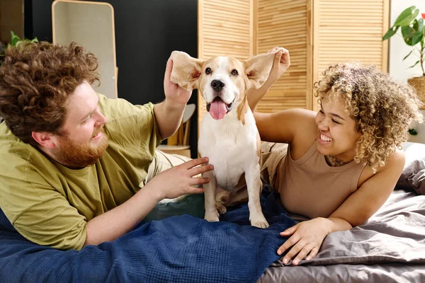 Çok Irklı Genç Bir Aile Yatakta Köpekleriyle Oynuyor Yatak Odasında — Stok fotoğraf
