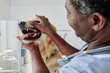 Afrikalı veteriner klinikte muayene sırasında köpeğin dişlerini inceliyor.