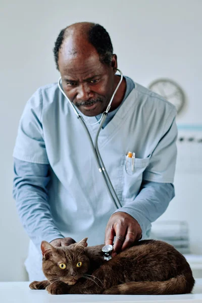 Médecin Africain Uniforme Examinant Chat Sur Table Avec Stéthoscope Clinique — Photo
