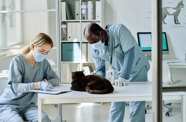 Veterinari Maschera Uniforme Esaminando Gatto Domestico Sul Tavolo Squadra Presso — Foto Stock