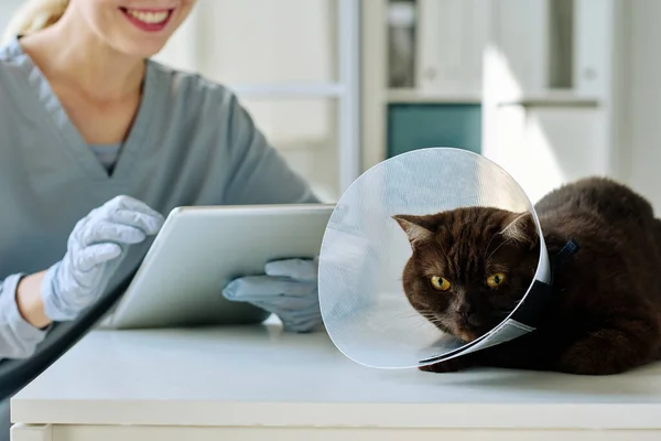 看護師は背景にデジタルタブレット上で動作しながら 獣医クリニックでテーブルの上に座って襟で国内猫のクローズアップ — ストック写真