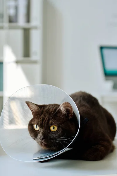獣医クリニックのテーブルの上に座っている医療用襟の国内猫のクローズアップ — ストック写真